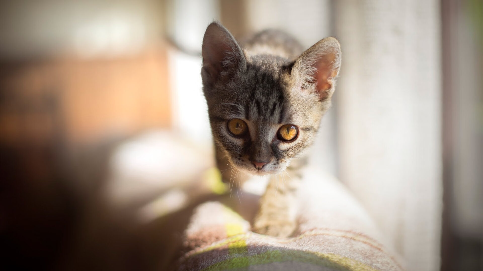 福克斯跨次元连线,单节狂潮击溃灰熊军团