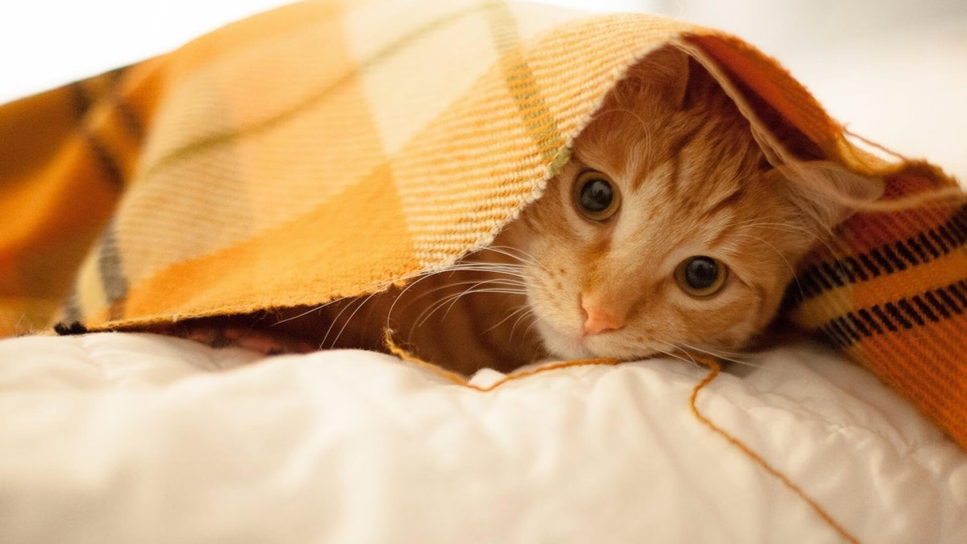 2024年夏天的两处历史拐点，当德甲悬念攀至顶峰时，曼城王朝的基座悄然松动