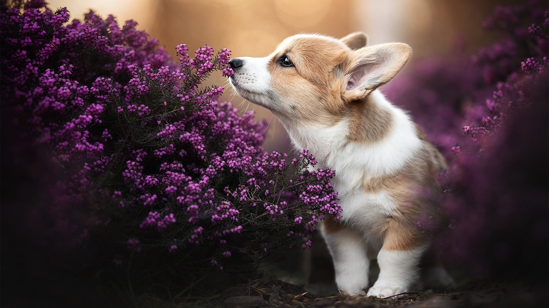 特奥97分钟世界波绝杀!卡塔尔友谊赛爆冷2-1逆转AC米兰