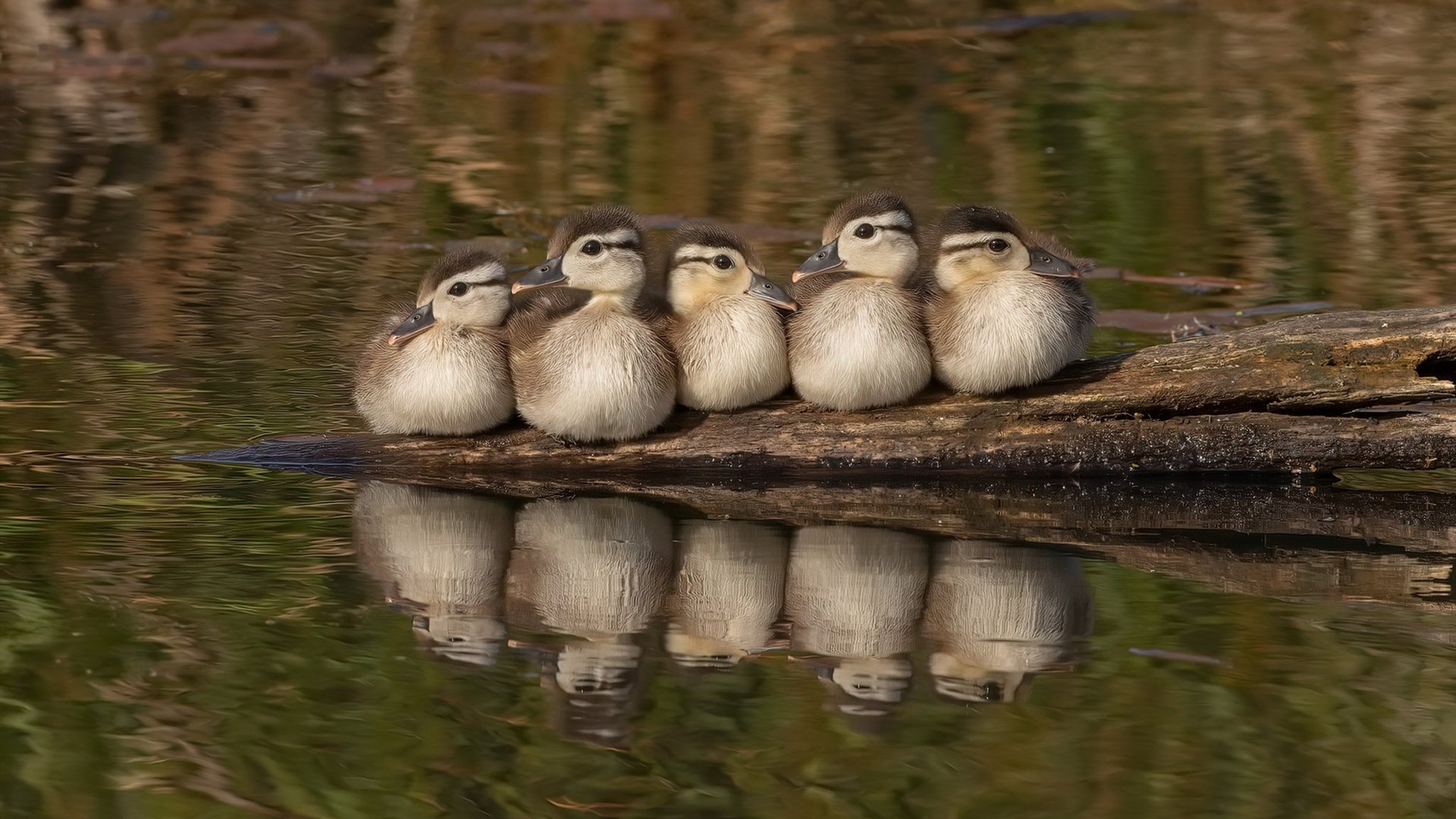 足球的平行宇宙,当安哥拉对阵佛罗伦萨,楚阿梅尼打出生涯之夜
