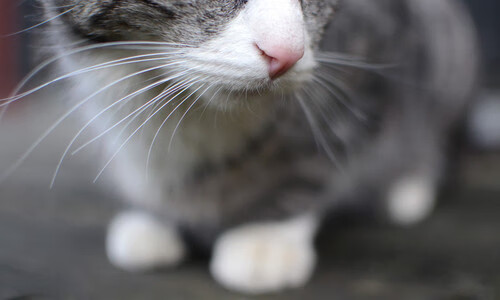 开云sport-当国王在费城加冕时，恩比德的2026救赎之路