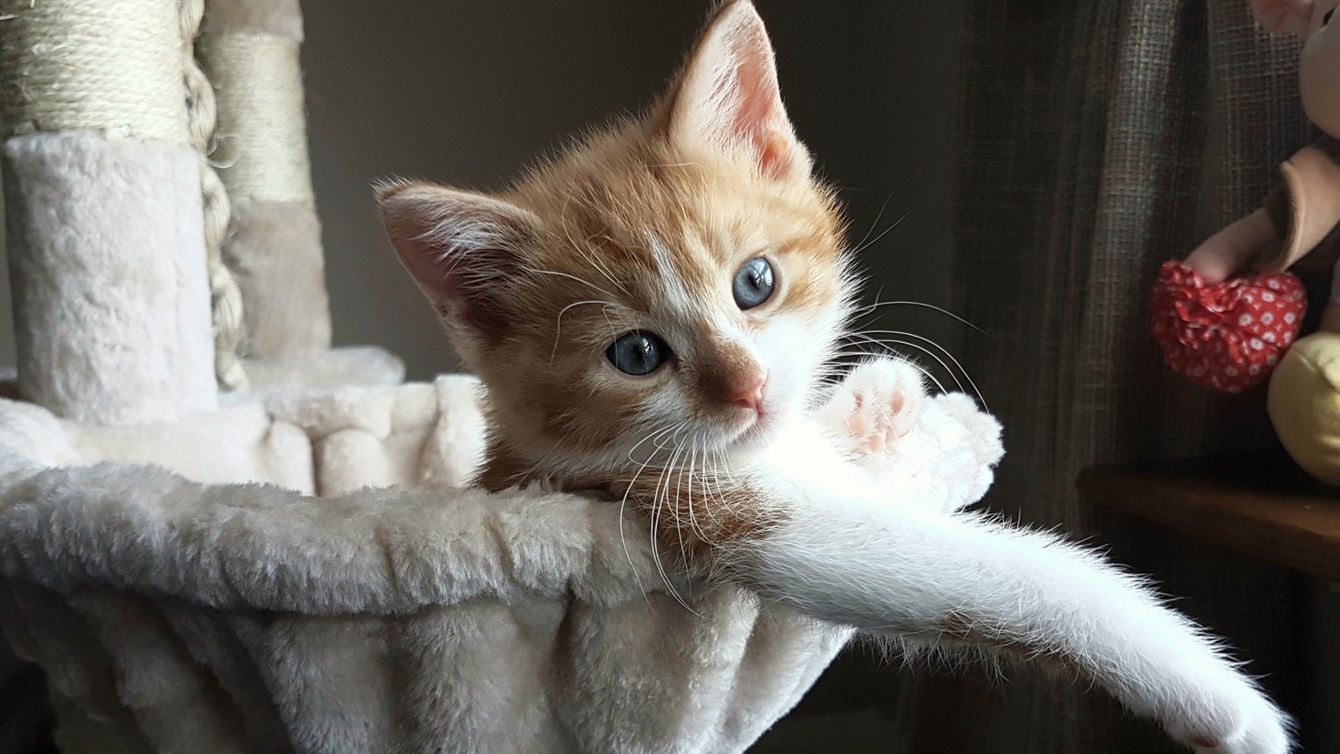 开云体育入口-冰封雄狮，北欧风暴，格纳布里在美加墨黄昏下的唯一独舞