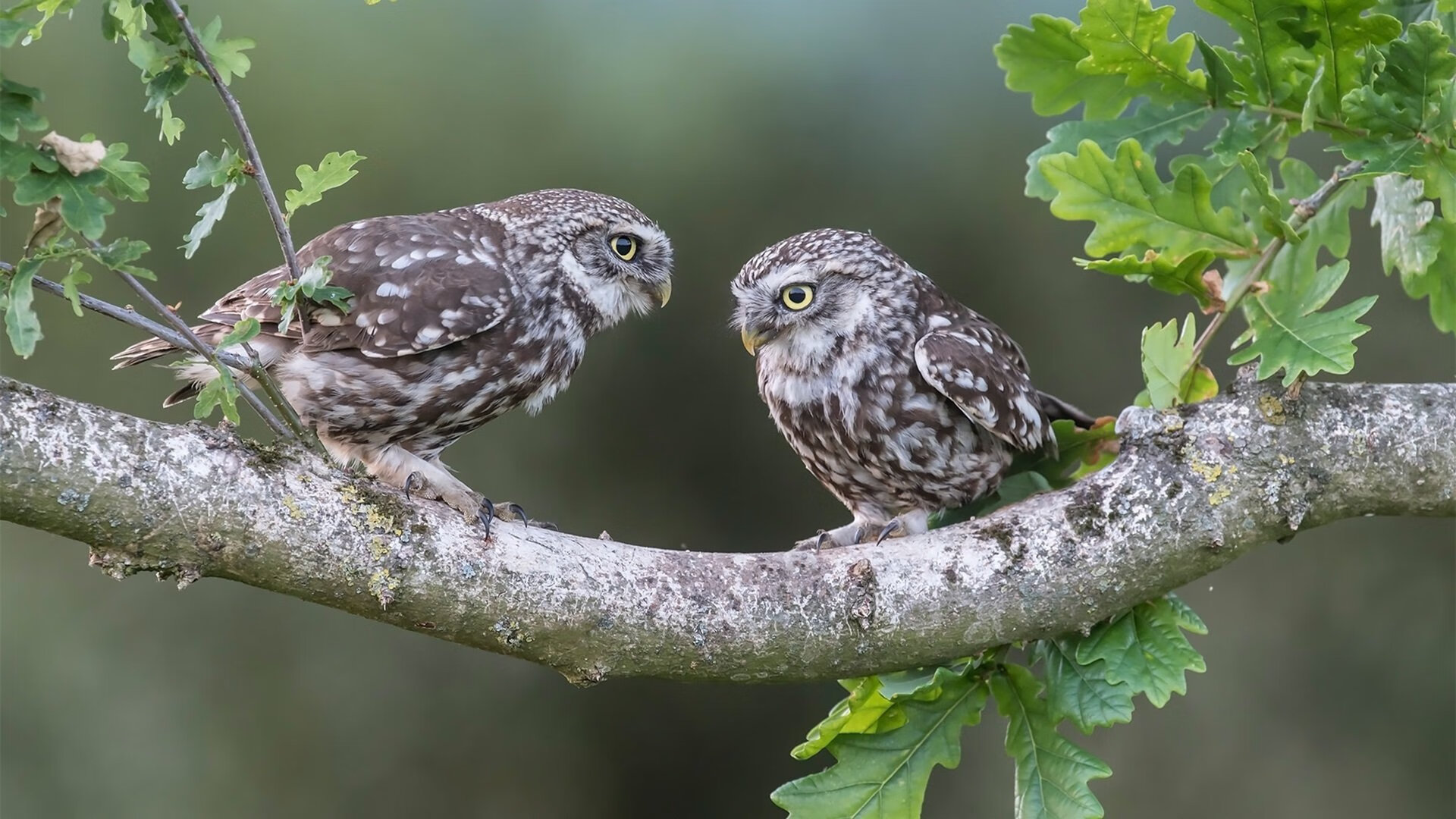 开云sport-破界之战，锡安跨越篮球文明的怒涛