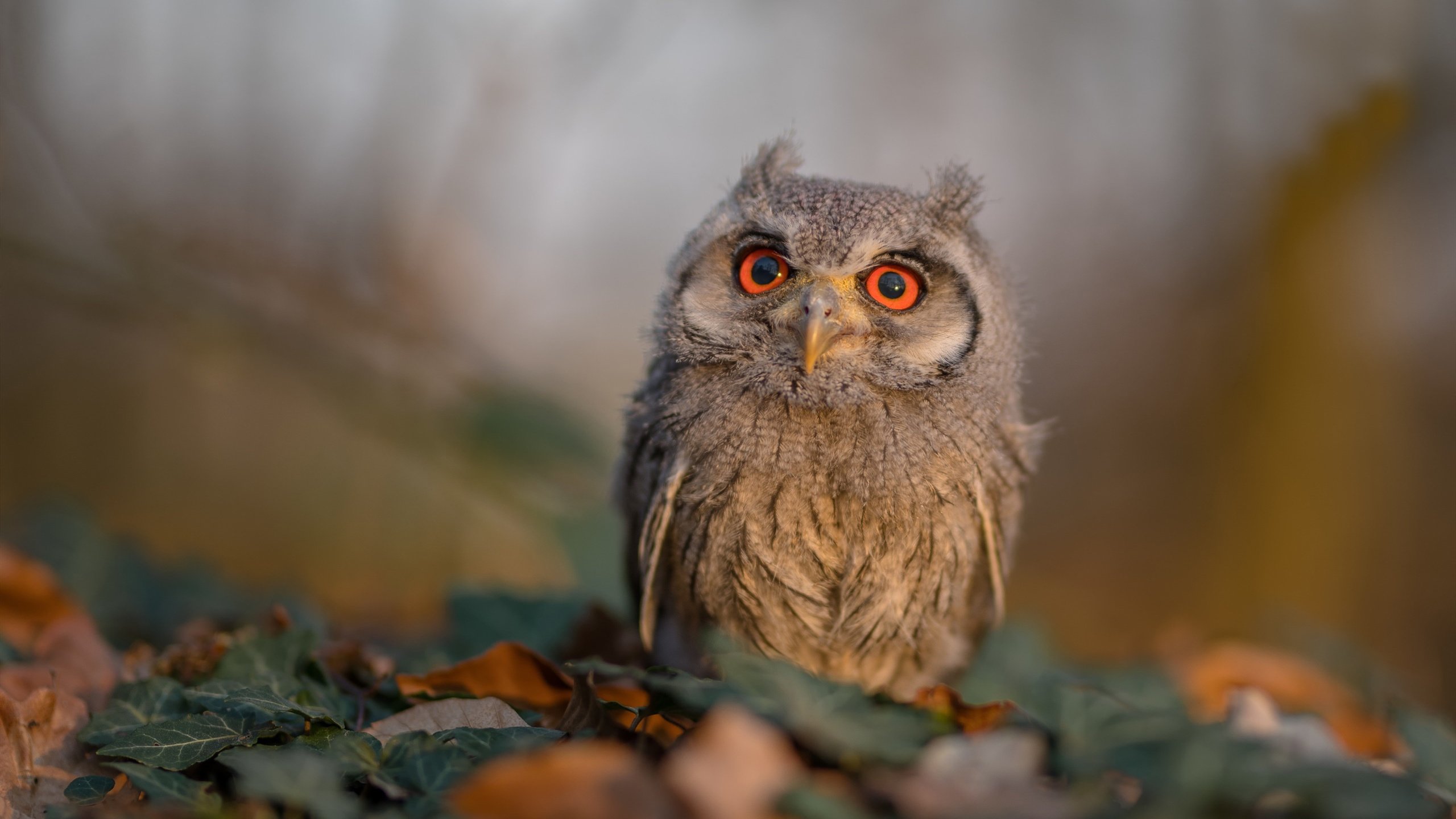 跨次元破壁，拉梅洛数据全面爆炸之夜，北京队绝杀森林狼