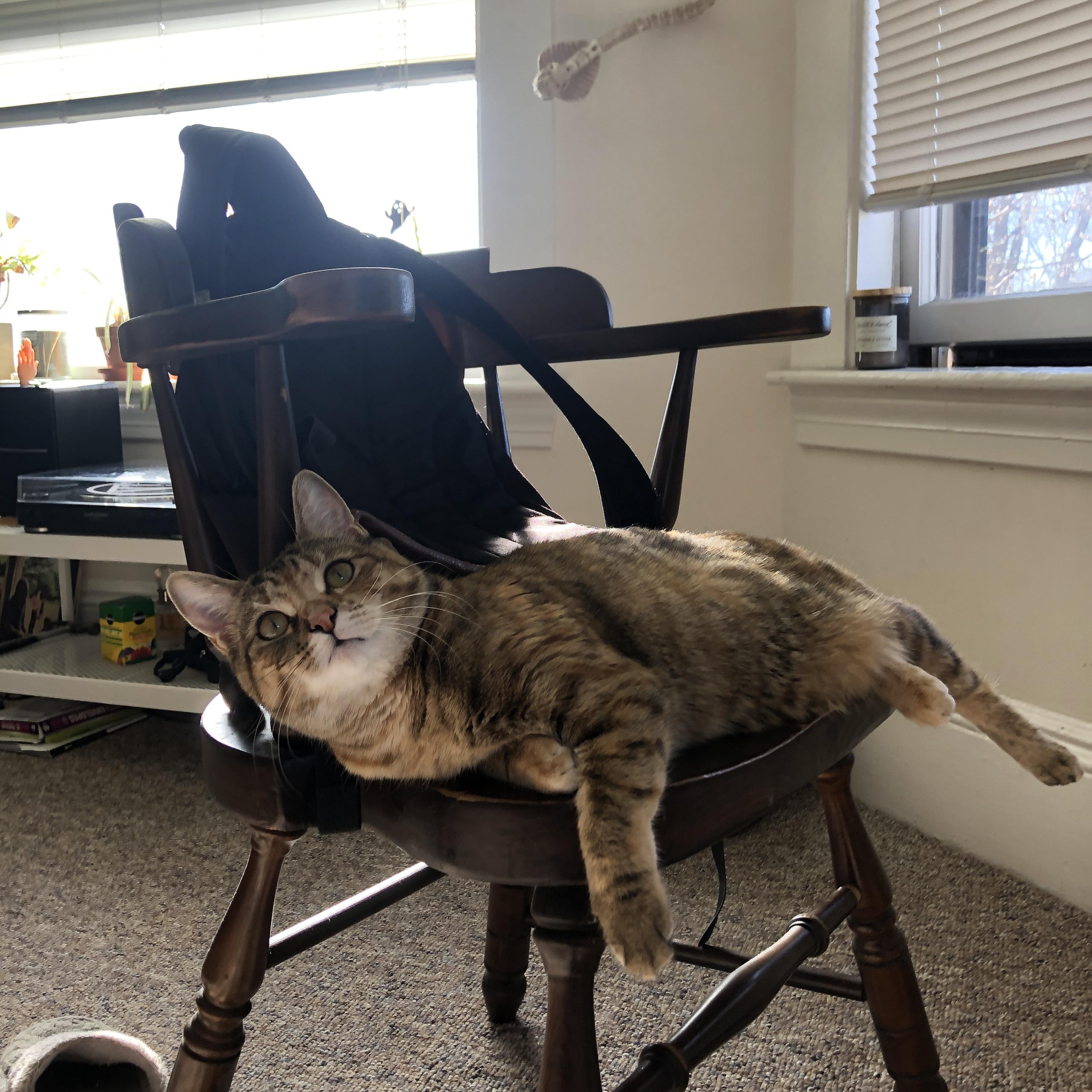 破局者与铁蹄，贝林厄姆的意志对决加纳的狂飙突进，皇家社会惨遭逆转之谜