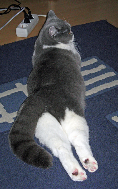 2026世界杯焦点战预演？AC米兰提前终结苏格兰悬念