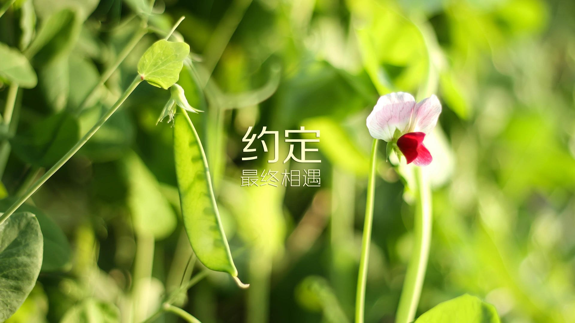 凤仪亭·独舞,当2026的西班牙浪潮,撞上C罗最后的十字军